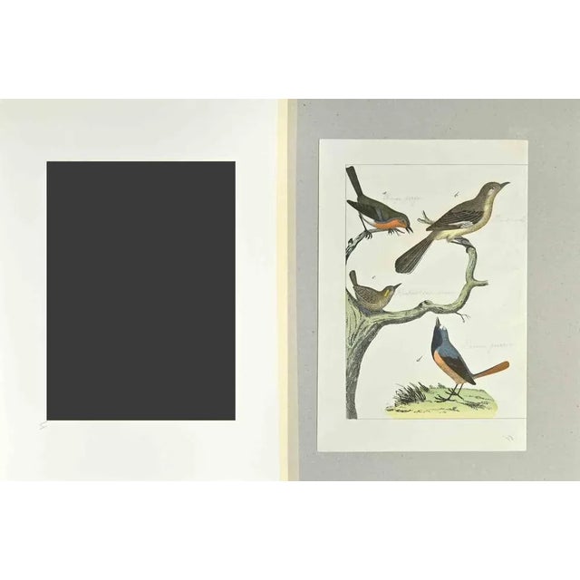 Red Throttle is an Etching hand colored realized by Gotthilf Heinrich von Schubert - Johann Friedrich Naumann,...