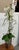 Silk Flower Arrangement of Orchids in Vase For Sale - Image 4 of 12
