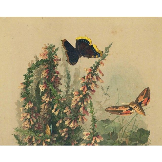 RARE beauty! Hard to find! This is an original matted French antique botanical chromolithograph that dates to the 1880s....