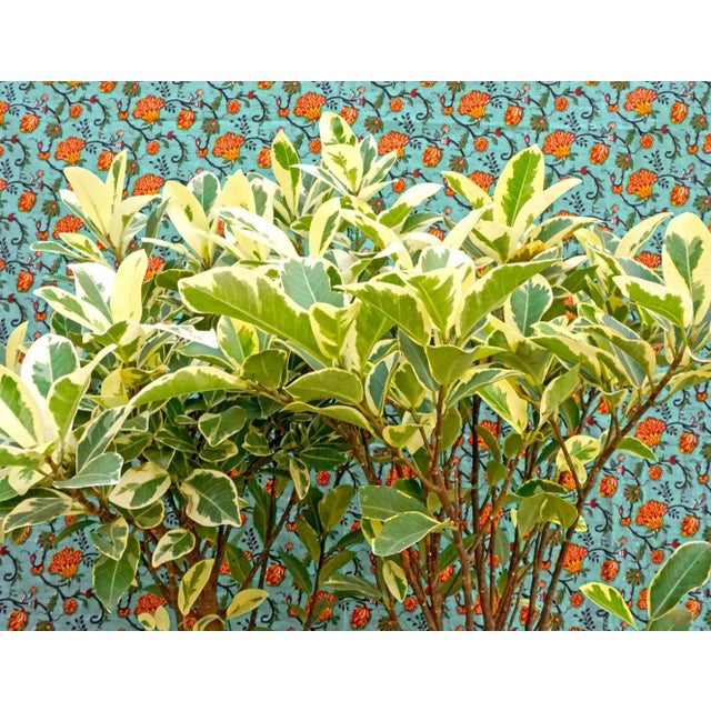 Bleached botany 61 x 91 x 2 cm print on acrylic glass born in 1986 in agra, india lives & works in new delhi, india sumit...