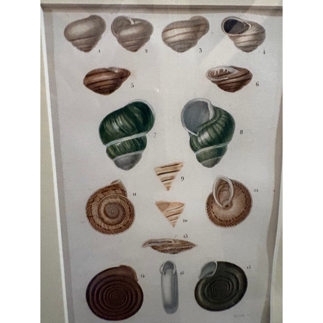 Framed 19th C Hand Colored Engravings of Insects, Reptiles and Shells For Sale - Image 10 of 17