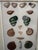 Framed 19th C Hand Colored Engravings of Insects, Reptiles and Shells For Sale - Image 10 of 17