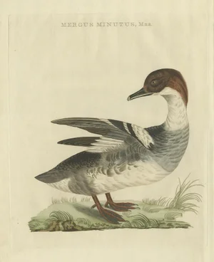 Sepp & Nozeman, Male Common Merganser, 1809, Print