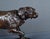 P-J. Mêne, Spaniel on Point, Mid-19th Century, Bronze For Sale - Image 6 of 17