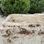 Stone Antique Limestone Trough 51226o For Sale - Image 7 of 8