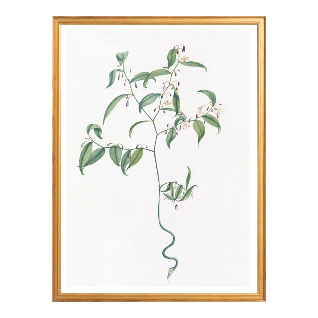 Illustration Celerie Kemble Curated Australian Botanical VII (36x48) in Gold Frame For Sale - Image 3 of 4
