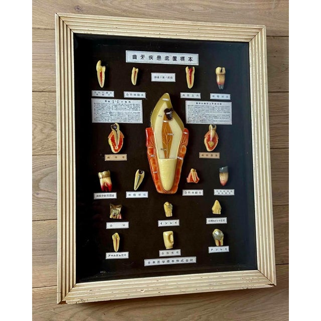 Contemporary Japanese Dental Teaching Display with Anatomical Models, 1920s For Sale - Image 3 of 18