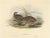Beige J. Gould, Quail, 1832, Paper For Sale - Image 8 of 8