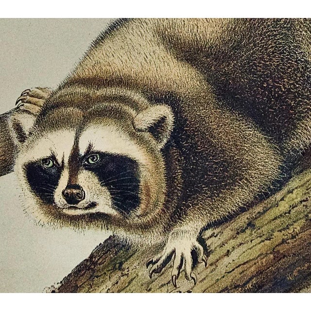 Realism Audubon Raccoon: An Original 19th Century Audubon Hand-Colored Lithograph, 1849-1854 For Sale - Image 3 of 5