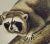 Realism Audubon Raccoon: An Original 19th Century Audubon Hand-Colored Lithograph, 1849-1854 For Sale - Image 3 of 5