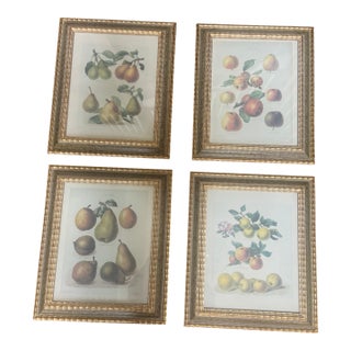 1990s Chelsea House Set of 4 Pear Prints For Sale