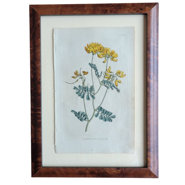 Antique C1790s Hand Colored Curtis Botanical Engraving Set of Nine Yellow Floral Framed For Sale - Image 10 of 12