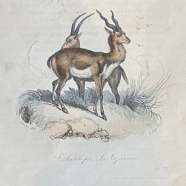 French French Antique 18th Century "La Gazelle" Animal Engraving Hand Colored Signed Artwork For Sale - Image 3 of 12