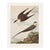 1966 Vintage Farmhouse Cottage Print "Long-Tailed Jaeger" After John James Audubon For Sale