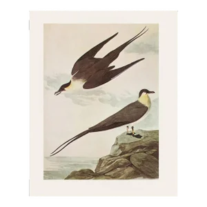 1966 Vintage Farmhouse Cottage Print "Long-Tailed Jaeger" After John James Audubon
