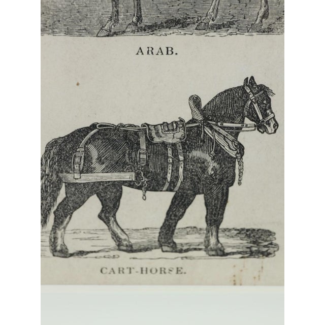 Webb & Millington, The Panorama of Horses, 1850, Engraving For Sale - Image 17 of 18
