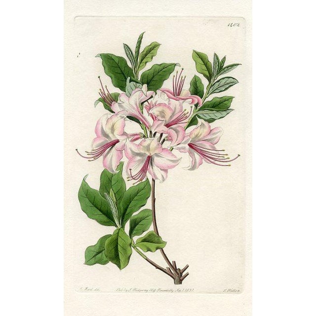 Original early-1800s hand colored engraving that appeared in "The Botanical Register", a British horticultural journal...