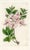 Original early-1800s hand colored engraving that appeared in "The Botanical Register", a British horticultural journal...