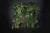 Parete Vegetale Lotus Leaf Wall Panel Vertical Garden from VGnewtrend For Sale - Image 8 of 8