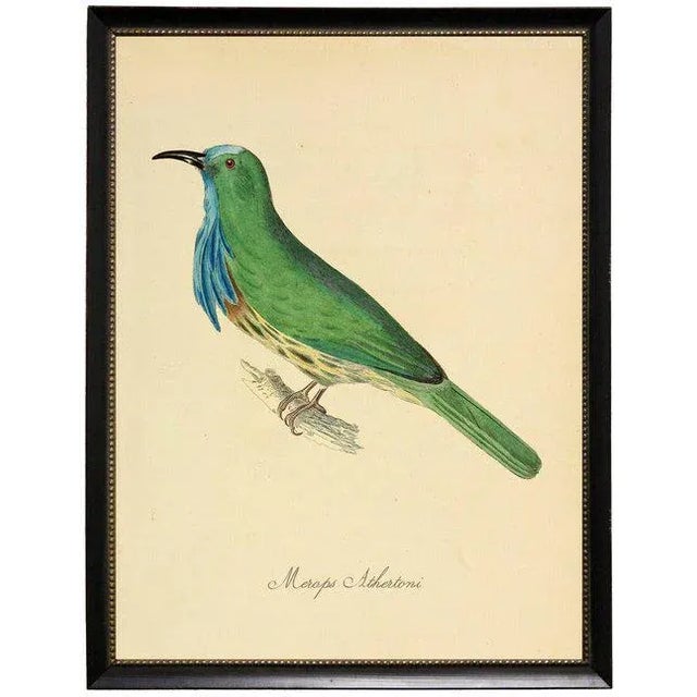 Illustration Green & Blue Merops Athertoni in Black Moulding With Silver Bead - 19"x25" For Sale - Image 3 of 3