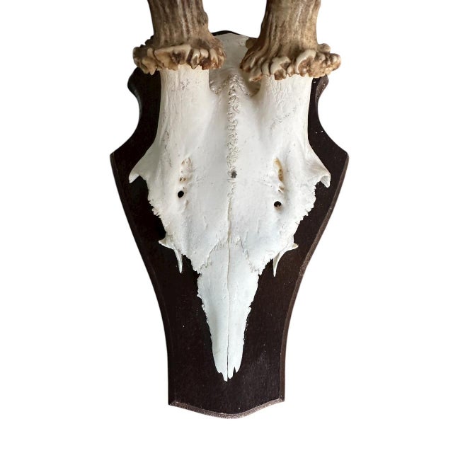 Cabin 1990s Roe Deer Trophy 2 Black Forest Antlers Mount For Sale - Image 3 of 5