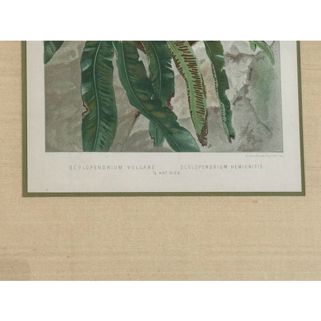 Late 19th Century Antique Botanical Print Tropical Ferns by James Britten 1880 in Burlwood Frame For Sale - Image 5 of 8