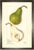 Pear Study in Pewter Shadowbox 21x29