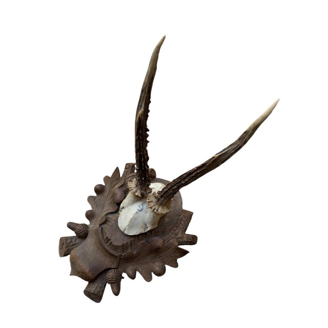 Roe deer trophy mounted on a wood plaque with acorns and oak leaves.