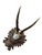 Roe deer trophy mounted on a wood plaque with acorns and oak leaves.