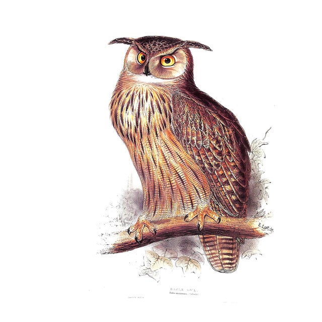 White "Fine Bird Books 1700-1900" 1990 Sitwell, Sacheverell For Sale - Image 8 of 10