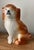 Early 20th Century Antique English Staffordshire Terrier, Early 20th Century For Sale - Image 5 of 11