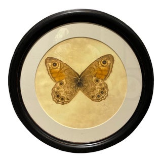 Natural Curiosities Brown & Gold Eyespot Butterfly Round Framed Print For Sale