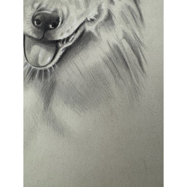 Illustration 1940s Original Signed Graphite Illustration of Shetland Sheepdog Portrait, 10.75 × 8 In. For Sale - Image 3 of 6