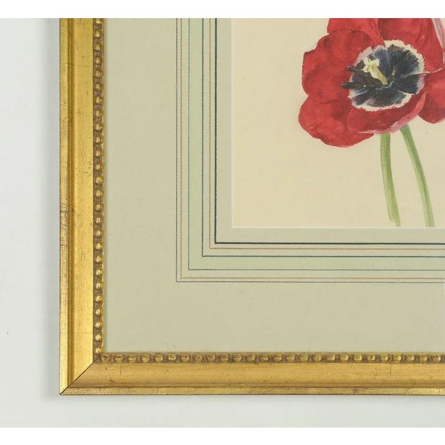 1900 - 1909 Early 20th Century Watercolor Painting of a Purple and White Parrot Tulip For Sale - Image 5 of 9
