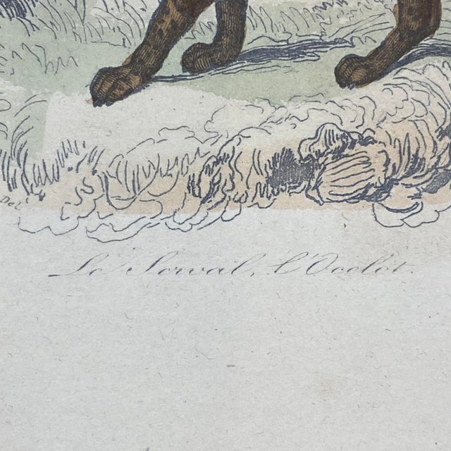 French Antique 18th Century "Le Margay" Animal Engraving Hand Colored Signed Artwork For Sale In Portland, ME - Image 6 of 12