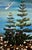 Norfolk Island Pine, Kaleidoscopic Perspective Series, Contemporary Painting by Ron C. Curlee II For Sale