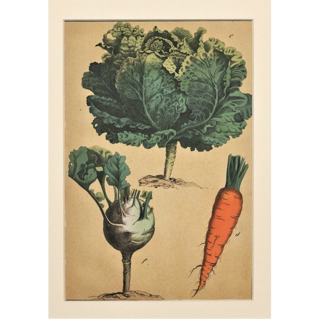 Old 1860s Matted French Chromolithograph-Vegetable Botanical-Cabbage, Carrots, Matted For Sale In New York - Image 6 of 6