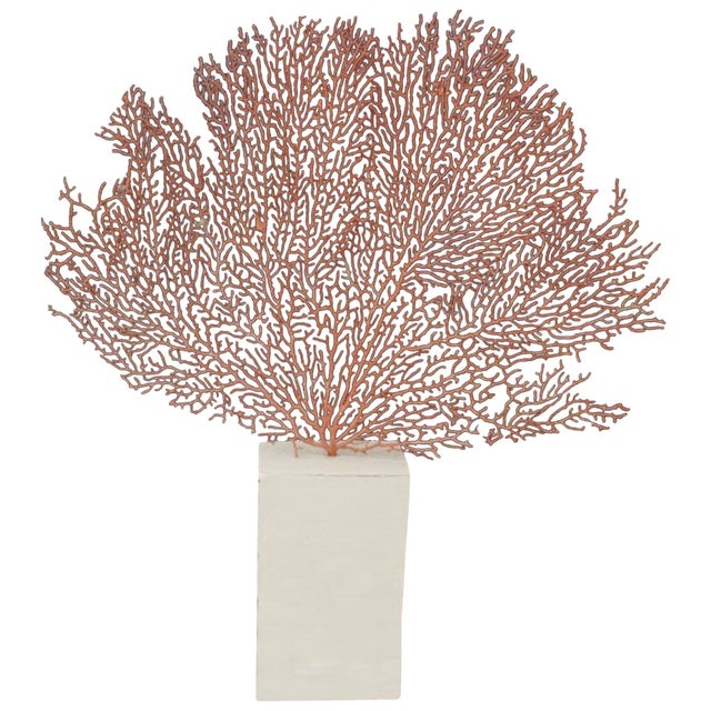 Beautiful coral fan set on a minimalist white stand. We have a collection. Great as a party gift or table setting. All one...