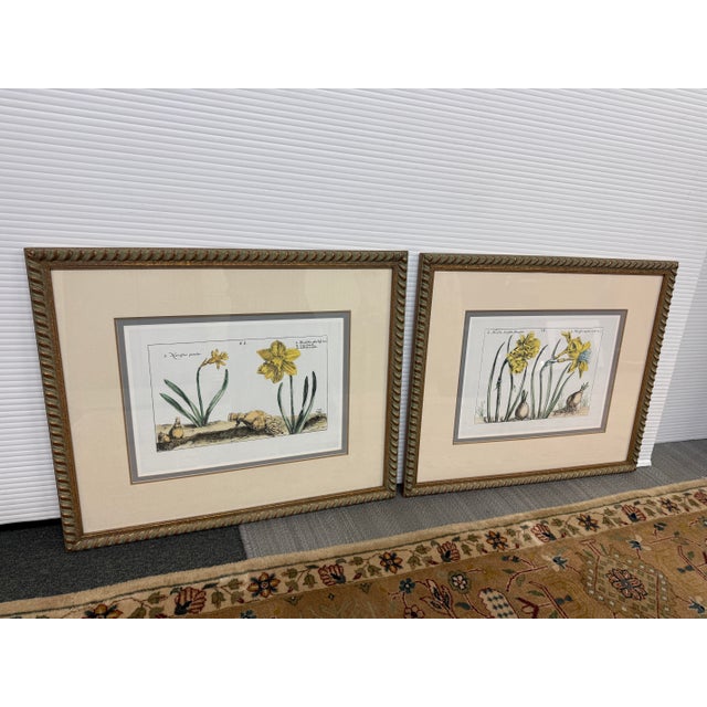 Design Plus Gallery presents a Pair of Botanical Art Prints in a Golden Roped Frame from Soicher-Marin. These botanical...