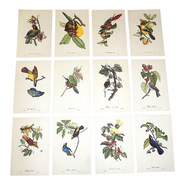 Vintage Mid 20th C. Imperial Folio American Tropical Bird Lithographs - Set of 12 (11.25” X 17.25”) For Sale