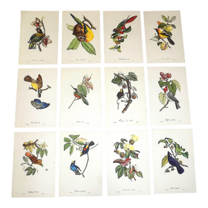Vintage Mid 20th C. Imperial Folio American Tropical Bird Lithographs - Set of 12 (11.25” X 17.25”)
