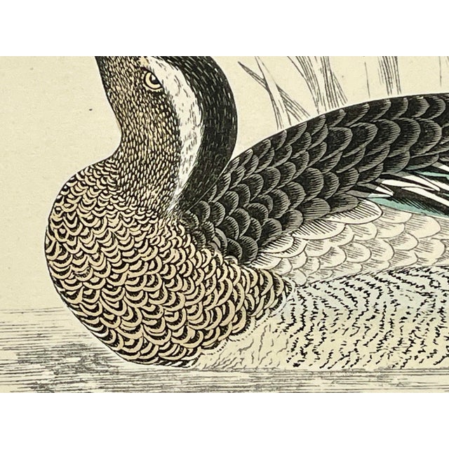 Late 19th Century Antique Hand Tinted Bird Print From England Featuring a Brown & White Garganey - Circa 1888 For Sale - Image 5 of 11