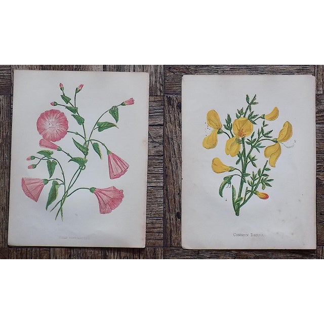Antique 19th Century Anne Pratt Botanical Chromolithographs - Set of 12 For Sale In Cincinnati - Image 6 of 10