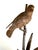 a delightful bronze sculpture of a well-delineated sparrow perched upon a bamboo branch surrounded by cattails and reeds...