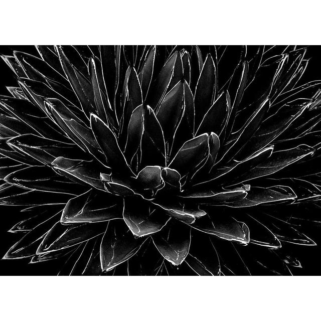 1980s Ian Sanderson, Cactus, 1989, Archival Pigment Print For Sale - Image 5 of 5