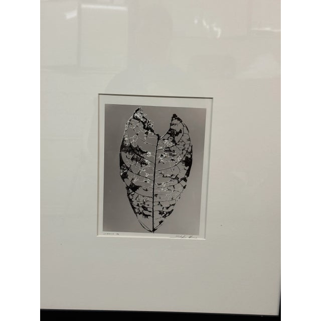 Circa 1992 Stefano Massei's "Jamaica" Leaf, Print For Sale - Image 10 of 12