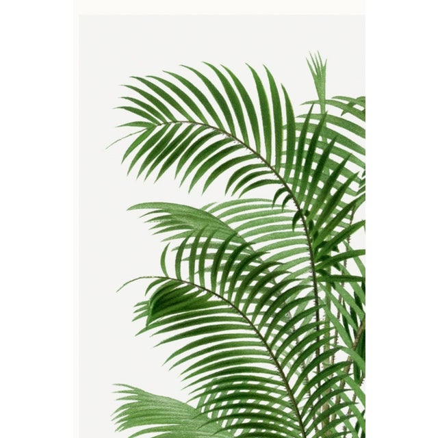 Paper Tropical Palm Botanical, Vintage Art Print Reproduction, 32" X 48" For Sale - Image 7 of 10