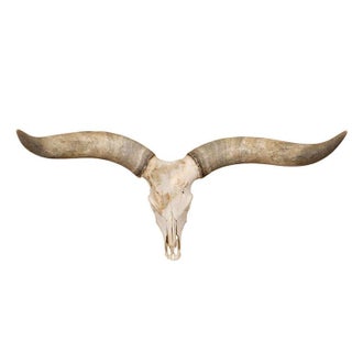 Large Watusi Skull and Horns For Sale