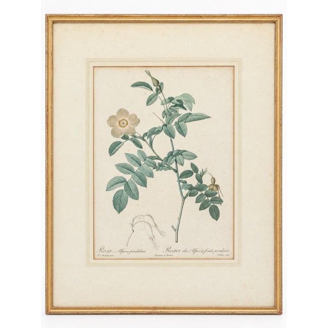 Sculpture Materials Pair of Early 19th-Century French Rosa Alpina Color Stipple Engravings With Original Description Leaves — After Pierre-Joseph Redouté For Sale - Image 7 of 7
