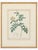 Sculpture Materials Pair of Early 19th-Century French Rosa Alpina Color Stipple Engravings With Original Description Leaves — After Pierre-Joseph Redouté For Sale - Image 7 of 7